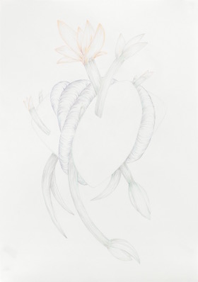 Knollen und Knospen I-V, 2018, Zeichnung, Farbstift auf Papier, 100x70 cm