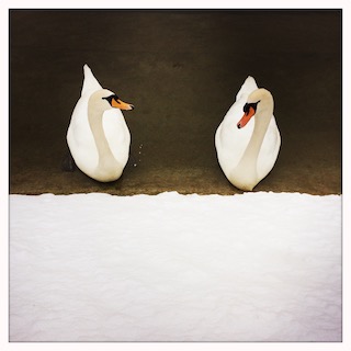Jana Bochet: Schwan