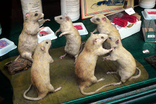 Animaux Nuisibles, Schaufenster, Paris 2008