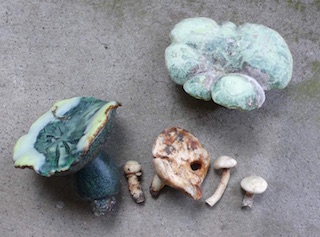 Marianne Engel: Pilze, 2010-2018