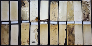 Christian Ratti: Spurenvitrine