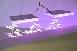Plantage, 2013