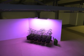 Plantage, 2013