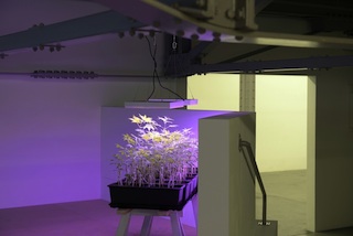 Plantage, 2013